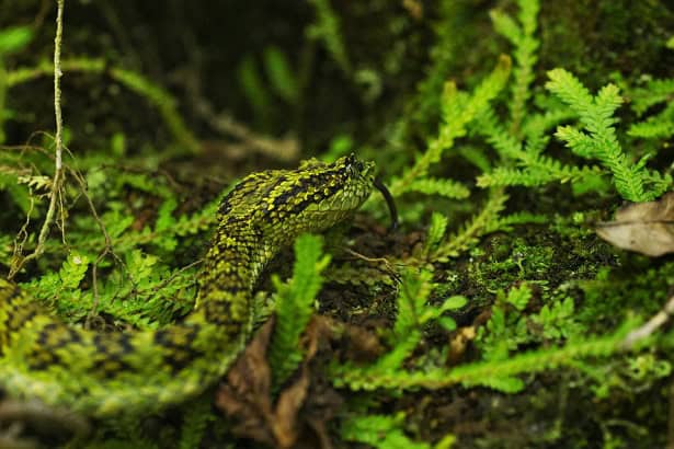 Highland Eyelash-Pitviper Bothriechis schlegelii camouflage