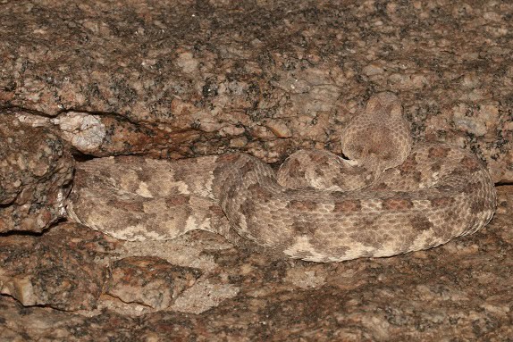 Horned Adder Bitis caudalis camouflage