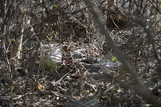 Indian Python Python molurus camouflage