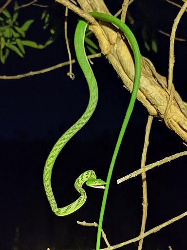 Indian Vine Snake Ahaetulla oxyrhynca climber