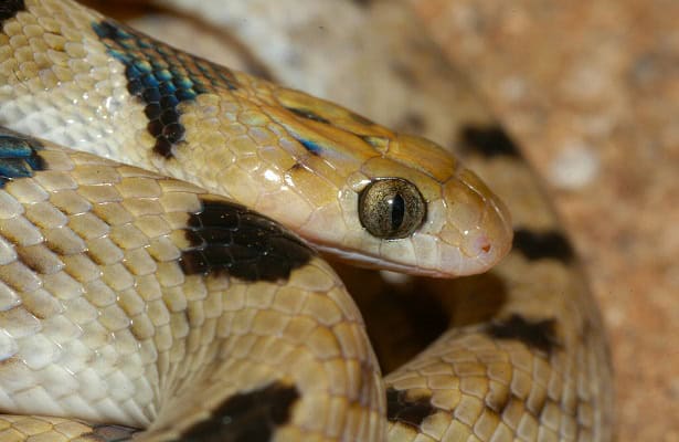 Karoo Tiger Snake Telescopus beetzi eyes