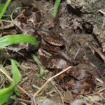Leptodeira rhombifera Central America camouflage snake
