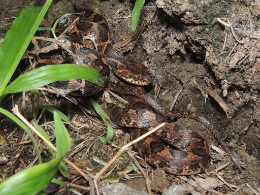 Leptodeira rhombifera Central America camouflage snake