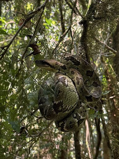 Madagascar Tree Boa Sanzinia madagascariensis camouflage