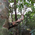 Malabarian Pit Viper Craspedocephalus malabaricus climber
