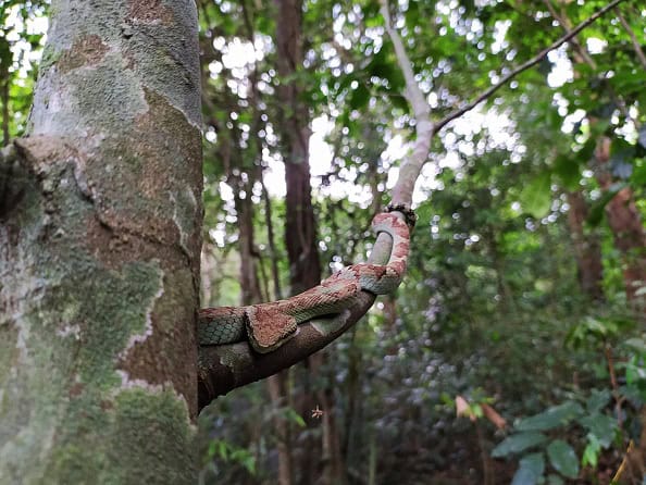Malabarian Pit Viper Craspedocephalus malabaricus climber