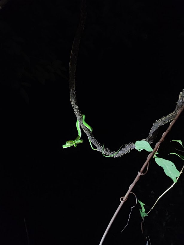 Malayan Whipsnake Ahaetulla mycterizans climbing