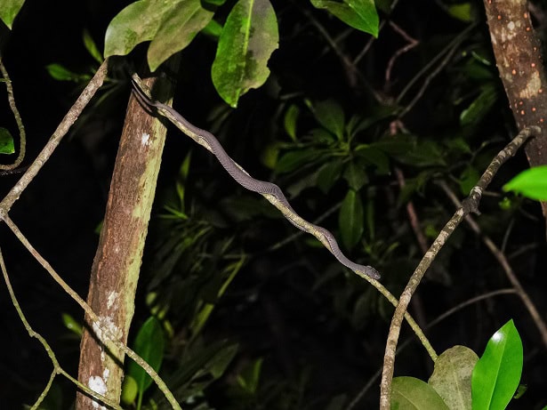 Mangrove Viper Trimeresurus purpureomaculatus climbing