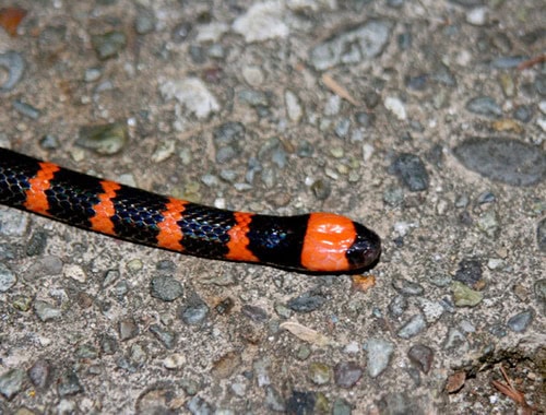 Many-banded Coralsnake Micrurus multifasciatus