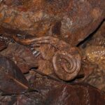 Northern Eyelash Boa Tropidophis boulengeri camouflage
