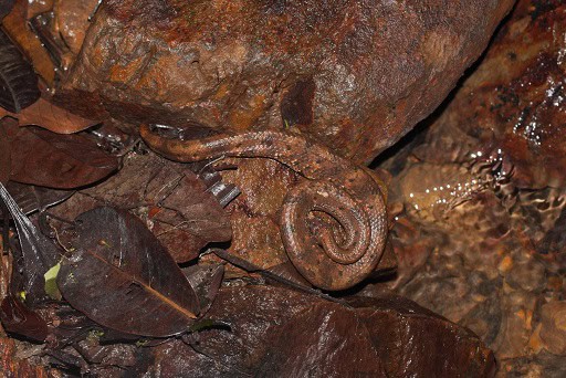 Northern Eyelash Boa Tropidophis boulengeri camouflage