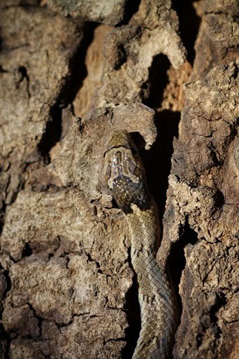 Oligodon taeniolatus Indian camouflage snakes