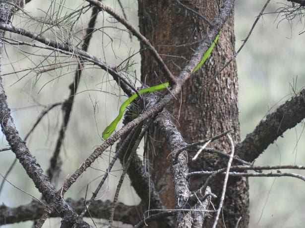 Oriental Whipsnake Ahaetulla prasina climbing