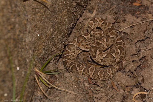 Painted Lancehead Bothrops diporus camouflage