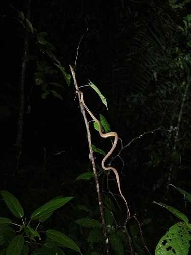 Pareas berdmorei climbing snake southeast asia