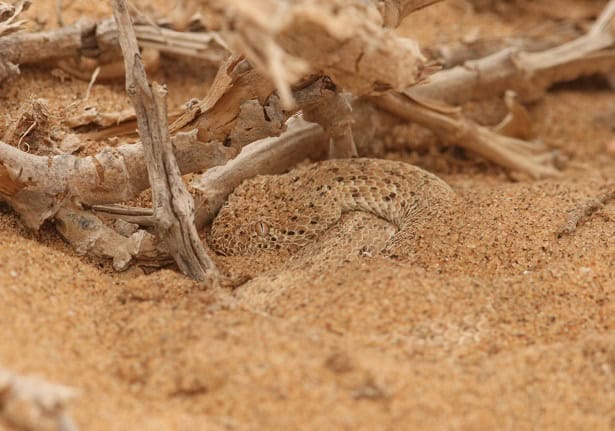 Peringuey's Adder Bitis peringueyi camouflage