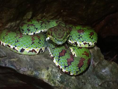 Philippine Pit Viper Trimeresurus flavomaculatus danger
