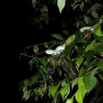 Philippine Temple Pitviper Tropidolaemus subannulatus