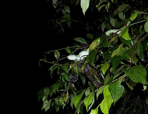 Philippine Temple Pitviper Tropidolaemus subannulatus