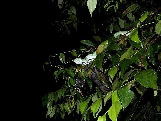 Philippine Temple Pitviper Tropidolaemus subannulatus