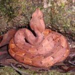 White-tailed hognose pitviper (Porthidium porrasi)