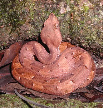 White-tailed hognose pitviper (Porthidium porrasi)