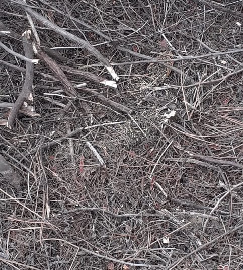 Puff Adder Bitis arietans camouflage