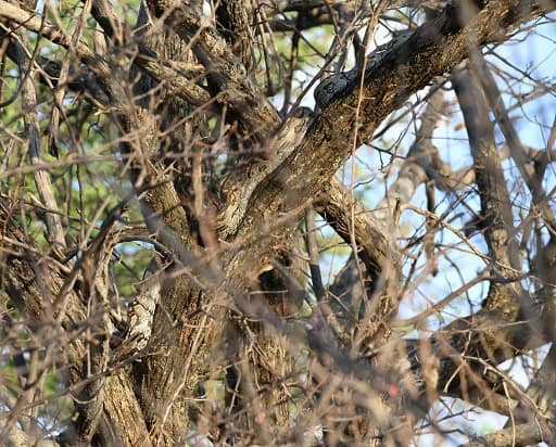 Python natalensis Africa camouflage snakes