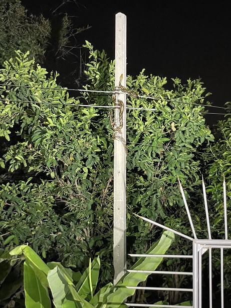 Reticulated Python Malayopython reticulatus climbing