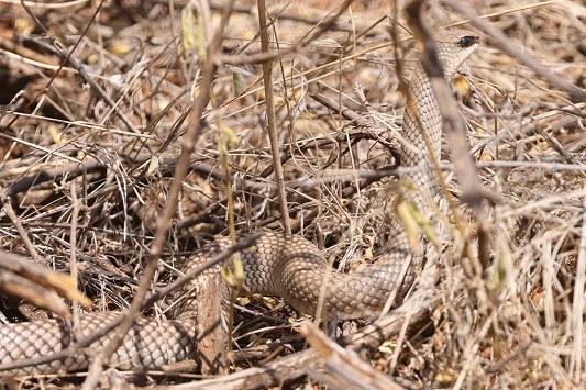 Rhamphiophis rostratus African camouflage snakes