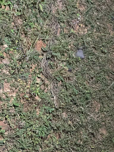 Russell's Viper Daboia russelii camouflage