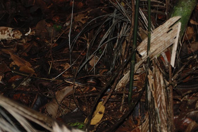 Salmon-bellied Racer Mastigodryas melanolomus camouflage