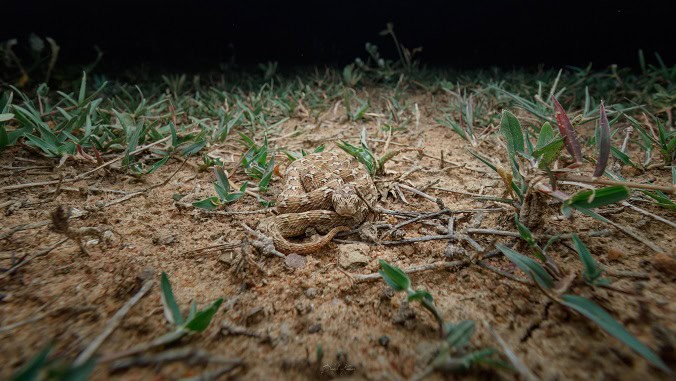 Saw-scaled Viper Echis carinatus camouflage