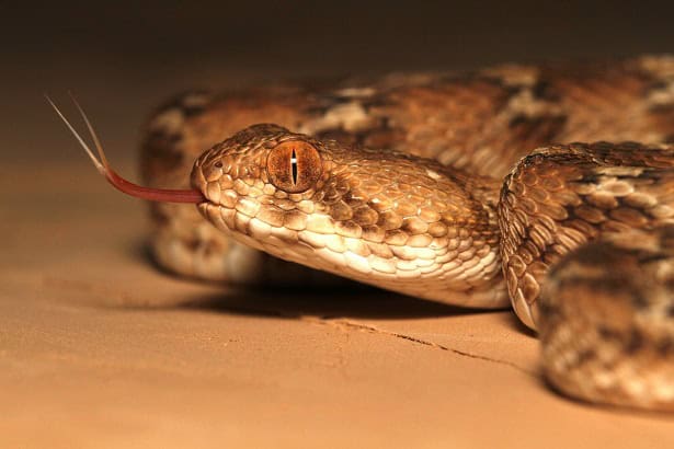 Saw-scaled Viper Echis leucogaster eyes