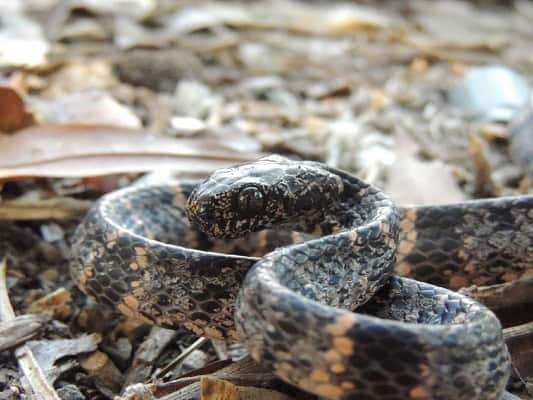 Snail-eating Snake Sibon nebulatus camouflage
