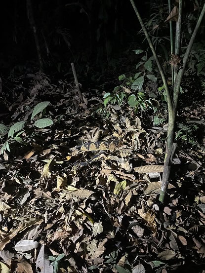 South American bushmaster camouflage