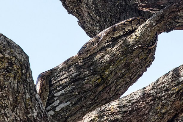 Southern African Python Python natalensis climber