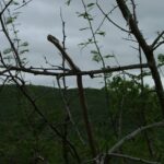 Southern Vine Snake Thelotornis capensis climbing