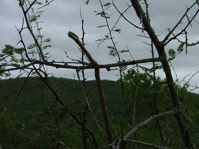 Southern Vine Snake Thelotornis capensis climbing