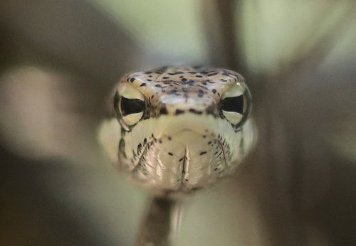 Southern Vine Snake (Thelotornis capensis) eyes