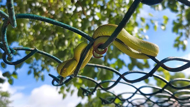Spot-tailed Pitviper Trimeresurus erythrurus climber