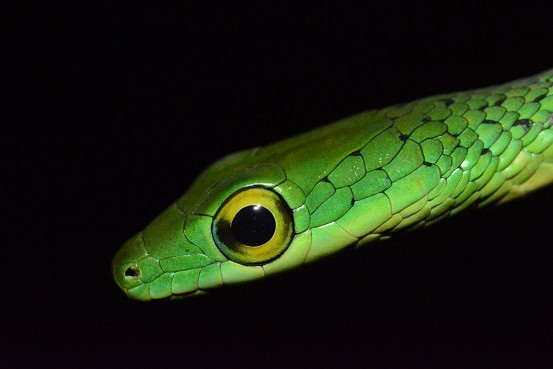 Spotted Green Snake Philothamnus punctatus eyes