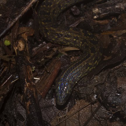 St. Marta's Ground Snake Atractus sanctaemartae