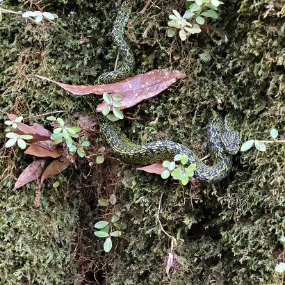 Talamancan Palm Pitviper Bothriechis nubestris