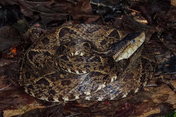 Terciopelo Bothrops asper fer-de-lance