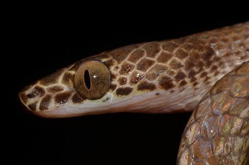 Uganda House Snake Hormonotus modestus eyes