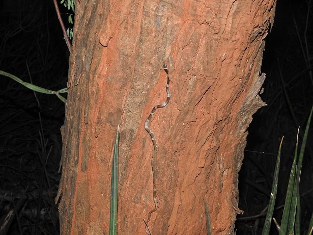 Vellore Bridal Snake Lycodon nympha climber