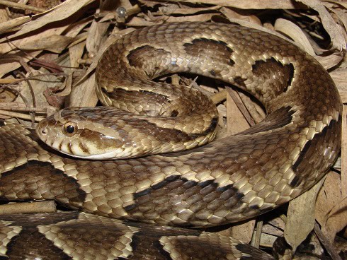 Wagler's Snake Xenodon merremii camouflage