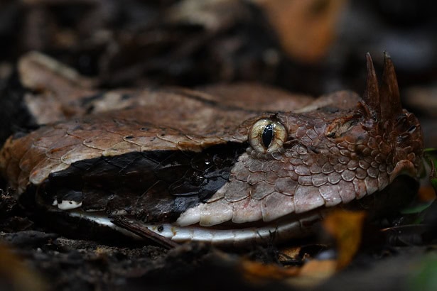 Western Gaboon Viper Bitis rhinoceros eyes