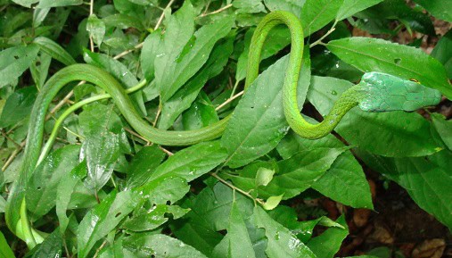 Western Parrot-Snake Leptophis occidentalis camouflage